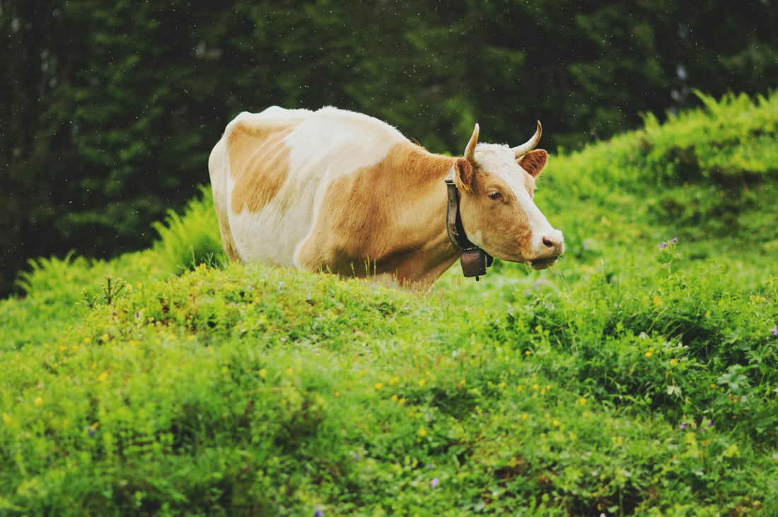 Grasgefütterte Rinder: Ein Unterschied für deine Gesundheit