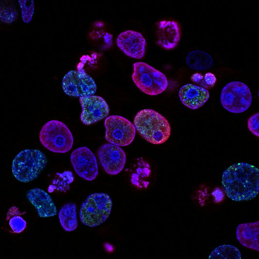 Zelluläre Energieproduktion in Mitochondrien