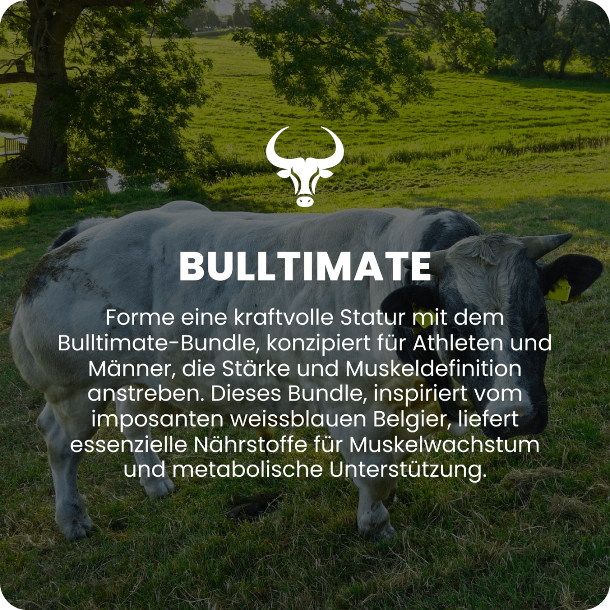Bulltimate Übersicht